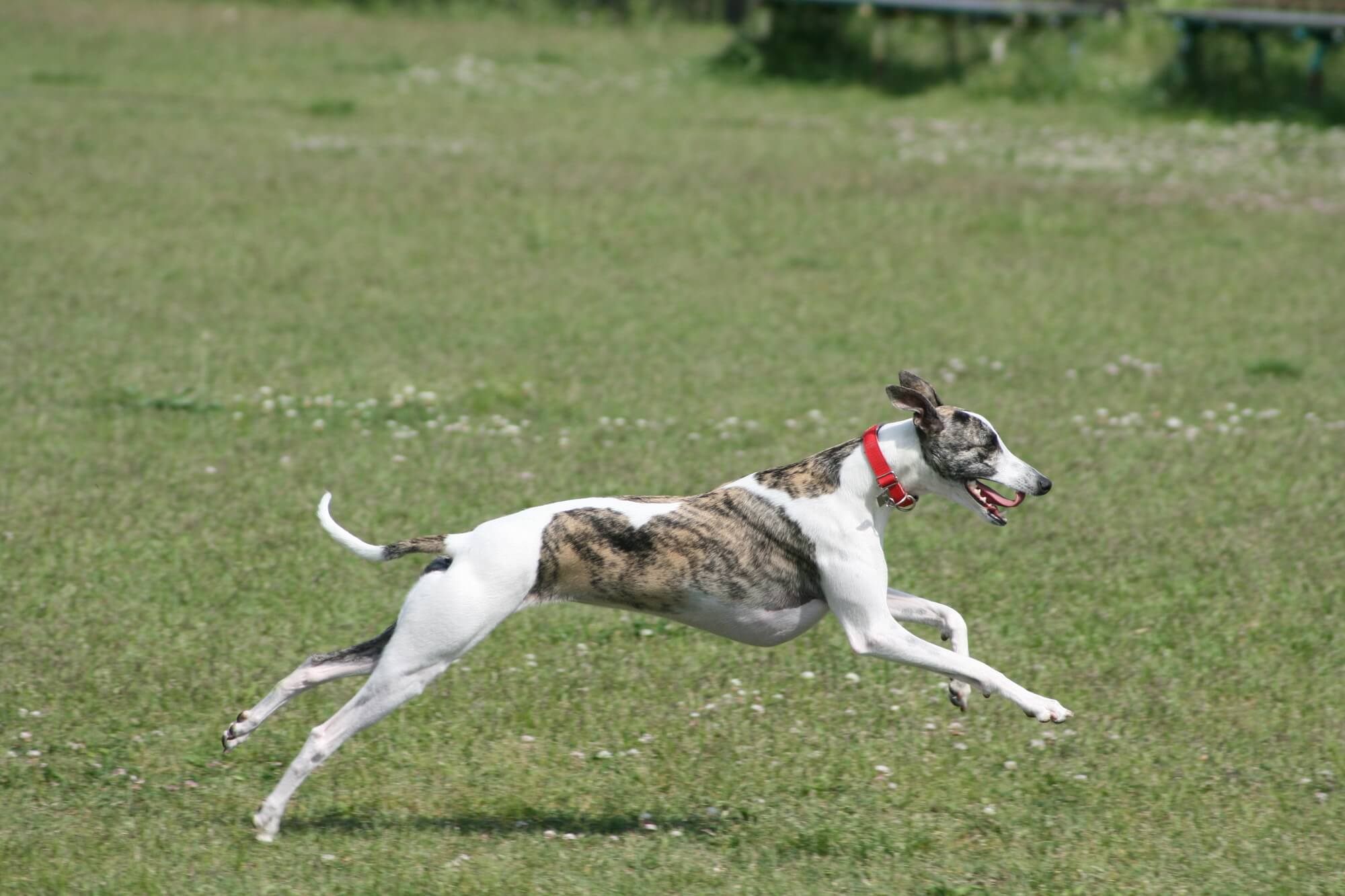 ウィペットで「難しい」と感じやすいポイントと対策